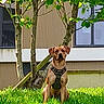 dog, grass, tree, building, harness, outdoor, pet, canine, greenery, nature, sitting, alert, daylight, leaves, urban, mammal, animal, park, fenced, watchful