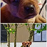 Venom a rejoint le concours — aidez-le/la à gagner de superbes lots ! alert, animal, background, brown_dog, building, canine, close_up, cute, daytime, dog, grass, harness, nature, outdoor, pet, portrait, puppy, sitting, tree, young_dog