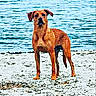 alert, animal, beach, brown_dog, canine, coast, daytime, dog, nature, outdoor, pet, quiet, sand, scenery, sea, shore, standing, summer, vigilant, water