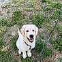 adventure, animal, canine, collar, cute, dog, friendly, fur, golden_retriever, grass, happy, leash, nature, outdoor, pet, playful, puppy, sitting, smiling, young