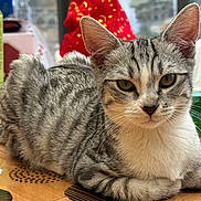 Tagada a rejoint le concours — aidez-le/la à gagner de superbes lots ! cat, tabby, gray_cat, pet, animal, indoor, table, wooden_table, pattern, close_up, feline, whiskers, ears, eyes, relaxed, resting, background_blur, holiday_decoration, cute, domestic_animal