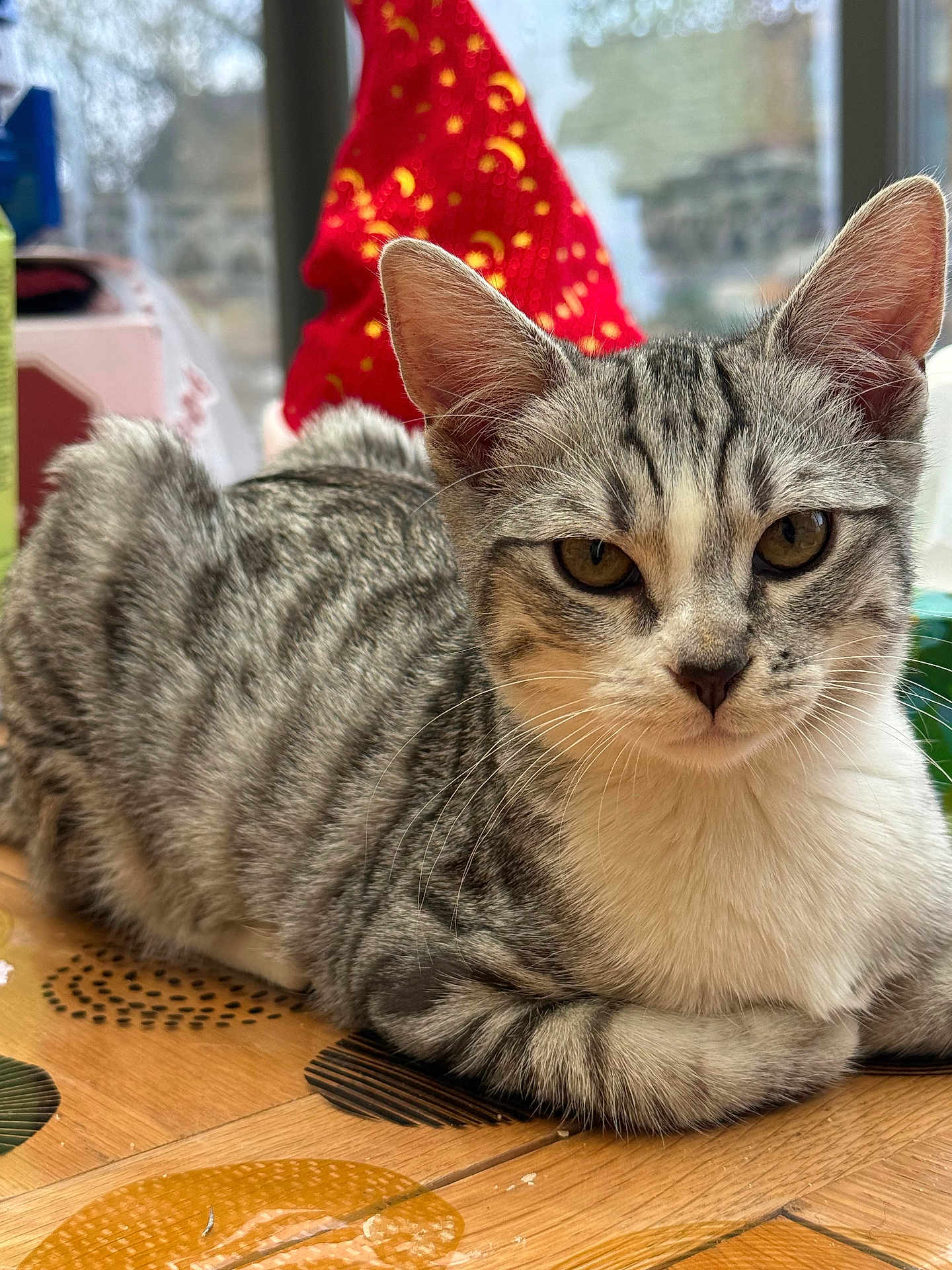 Tagada a rejoint le concours — aidez-le/la à gagner de superbes lots ! cat, tabby, gray_cat, pet, animal, indoor, table, wooden_table, pattern, close_up, feline, whiskers, ears, eyes, relaxed, resting, background_blur, holiday_decoration, cute, domestic_animal