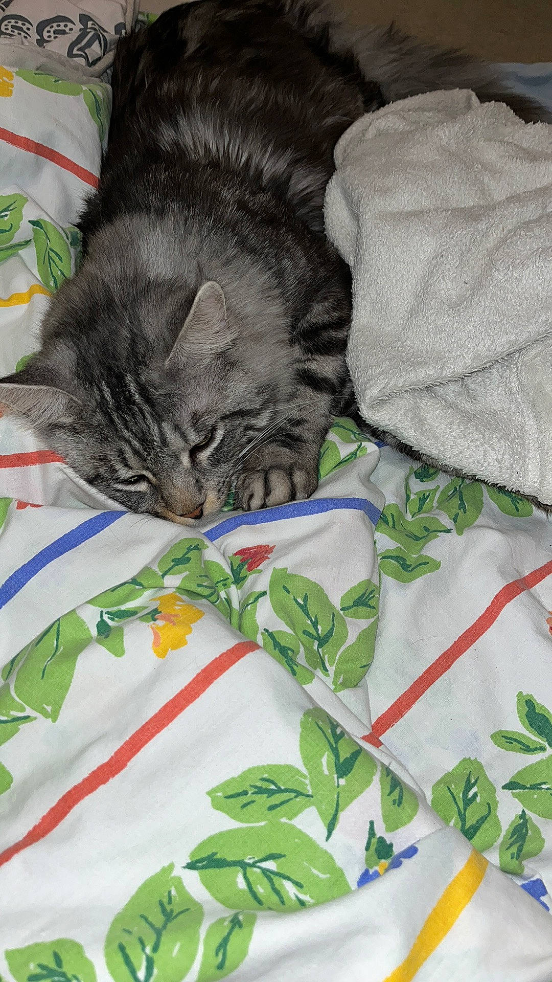 Thor a rejoint le concours — aidez-le/la à gagner de superbes lots ! art, bed_sheet, bedding, carmine, carnivore, cat, comfort, domestic_short_haired_cat, felidae, fur, linens, nap, pattern, petal, plant, small_to_medium_sized_cats, tail, terrestrial_animal, whiskers