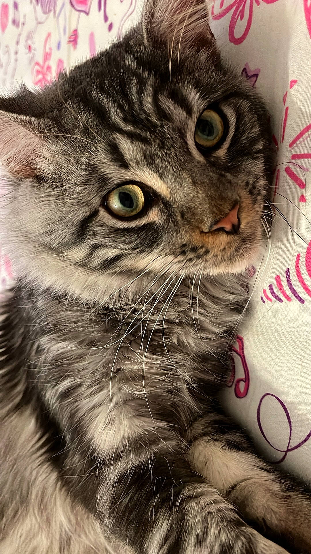 Thor a rejoint le concours — aidez-le/la à gagner de superbes lots ! carnivore, cat, claw, domestic_short_haired_cat, ear, eye, felidae, fur, grass, grey, iris, monochrome_photography, paw, photo_caption, small_to_medium_sized_cats, snout, terrestrial_animal, whiskers, wildlife, window