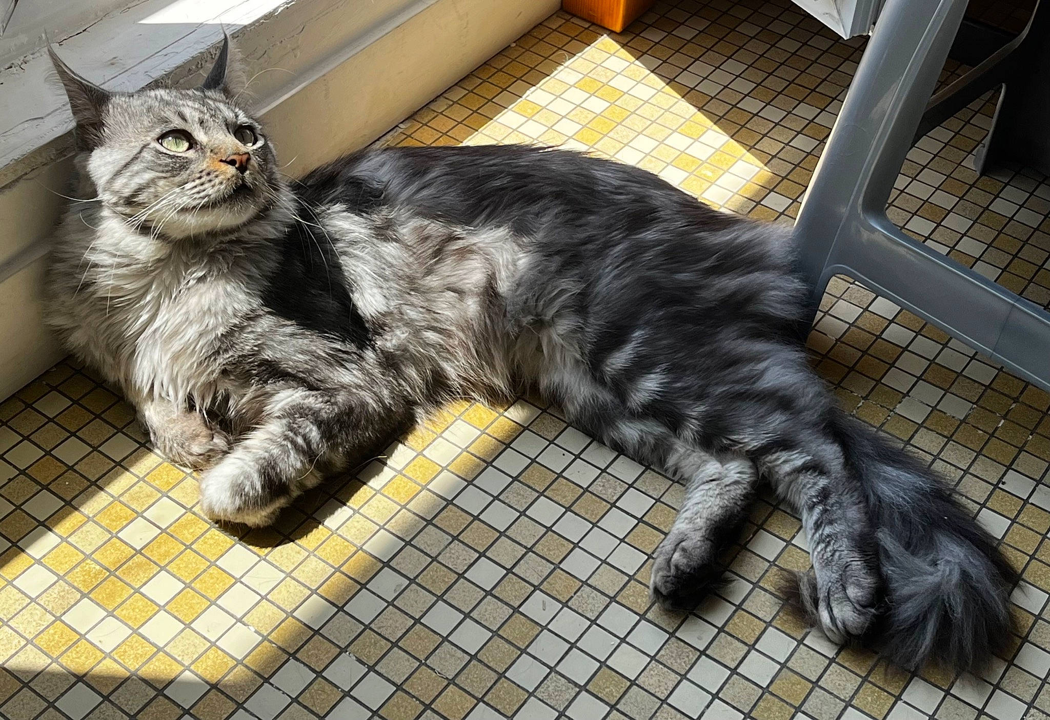 Thor a rejoint le concours — aidez-le/la à gagner de superbes lots ! carnivore, cat, claw, domestic_short_haired_cat, felidae, flooring, fur, grey, metal, paw, small_to_medium_sized_cats, snout, tail, terrestrial_animal, whiskers