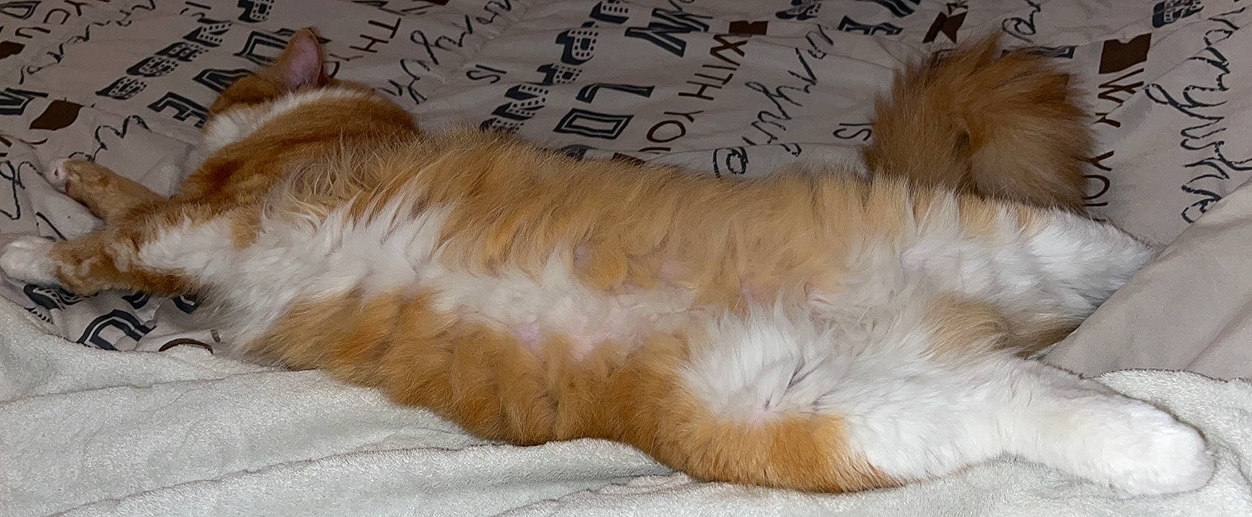 Thymmi participe au concours pour gagner de l'argent avec cette photo : canidae, carnivore, cat, claw, comfort, companion_dog, dog_breed, fawn, felidae, font, fur, handwriting, nap, paw, small_to_medium_sized_cats, sporting_group, tail, terrestrial_animal, whiskers