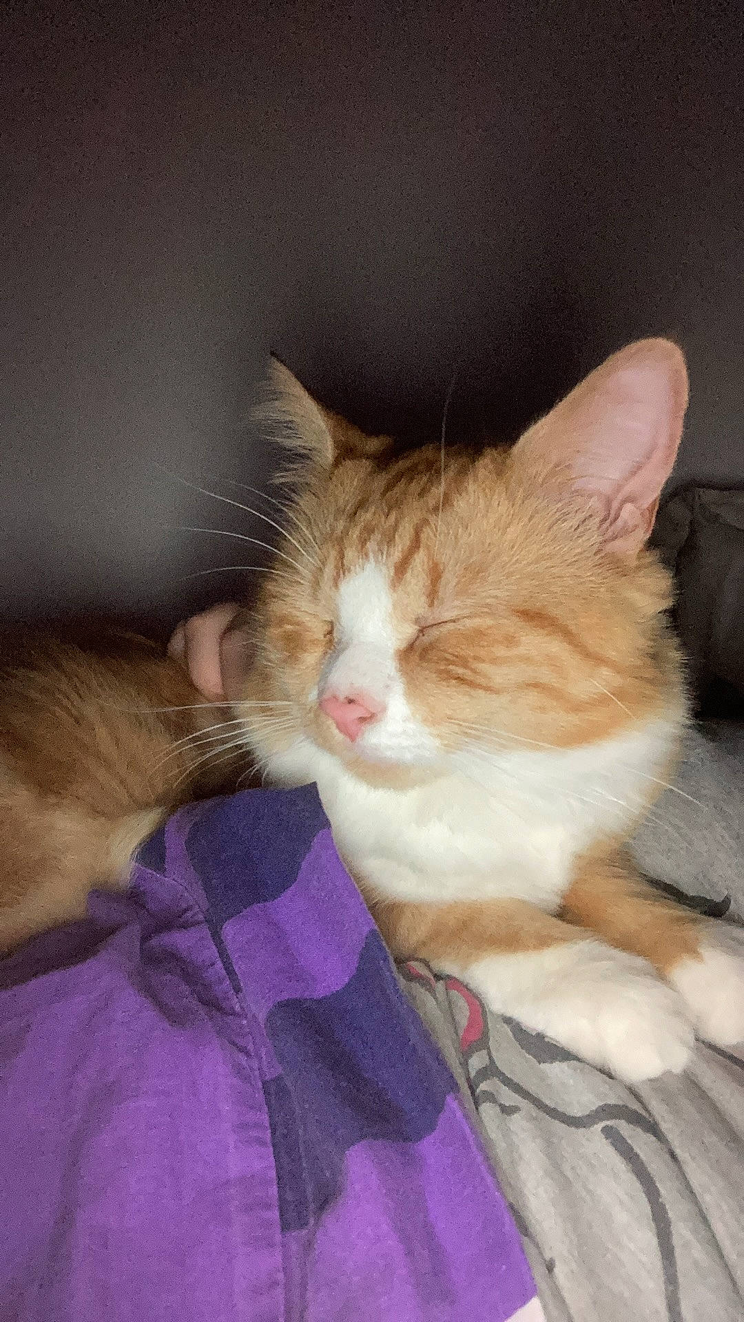 Thymmi a rejoint le concours — aidez-le/la à gagner de superbes lots ! carnivore, cat, claw, comfort, domestic_short_haired_cat, ear, fawn, felidae, fur, gesture, human_leg, lap, nap, paw, sitting, sleep, small_to_medium_sized_cats, snout, tail, whiskers