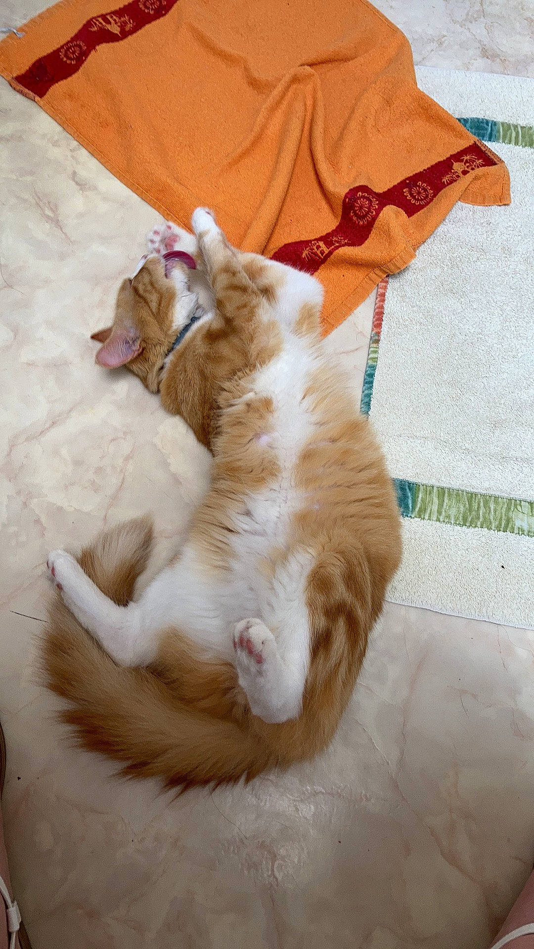 Thymmi a rejoint le concours — aidez-le/la à gagner de superbes lots ! brown, carnivore, cat, claw, comfort, companion_dog, domestic_short_haired_cat, fawn, felidae, fur, linens, nap, paw, small_to_medium_sized_cats, tail, whiskers, wood