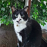 Tink joined the competition — help win amazing prizes! bell, black_and_white, cat, closeup, collar, curious, domestic_animal, feline, fur, green_leaves, houseplant, indoor, mirror, pet, plant, portrait, reflection, sitting, whiskers, wooden_surface