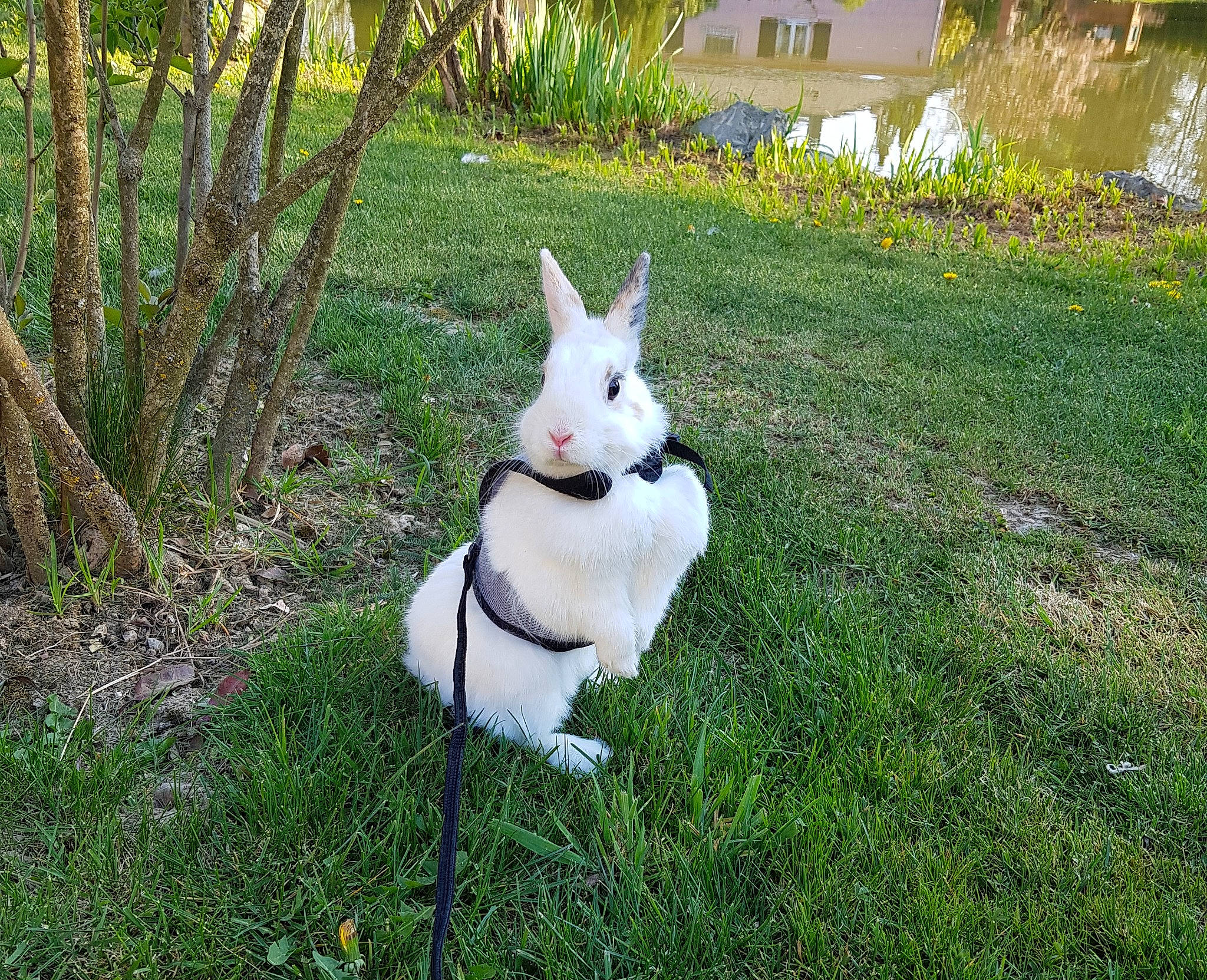 Chippy participe au concours pour gagner de l'argent avec cette photo : canidae, carnivore, dog_breed, domestic_rabbit, fawn, grass, mammal, plant, rabbit, rabbits_and_hares, tail, vertebrate