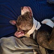 Rev joined the competition — help win amazing prizes! animal, bed, blanket, canine, collar, comfort, cozy, dog, domestic, fur, harness, indoor, paw, peaceful, pet, quiet, relaxed, resting, side_view, sleeping