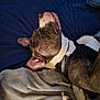 animal, bed, blanket, canine, collar, comfort, cozy, dog, domestic, fur, harness, indoor, paw, peaceful, pet, quiet, relaxed, resting, side_view, sleeping