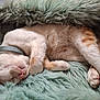 cat, kitten, sleeping, fluffy_blanket, orange_and_white, collar, pet, cozy, cute, fur, paw, resting, domestic_cat, animal, indoor, relaxed, soft_texture, closeup, sleep, snug
