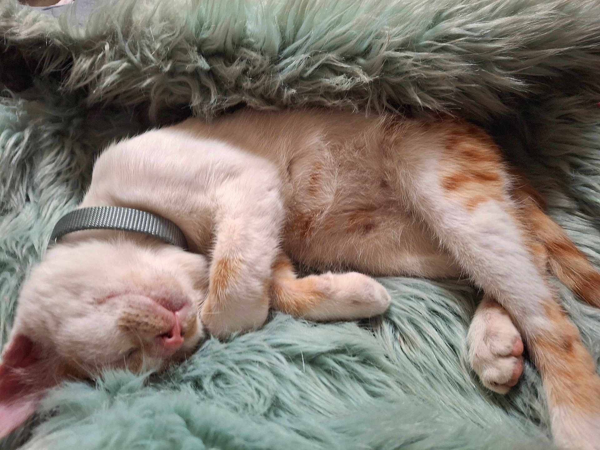 Cinnamon is registered to the contest to win money with this photo: cat, kitten, sleeping, fluffy_blanket, orange_and_white, collar, pet, cozy, cute, fur, paw, resting, domestic_cat, animal, indoor, relaxed, soft_texture, closeup, sleep, snug