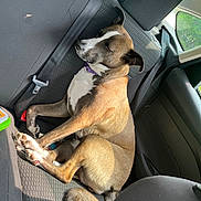 Katana joined the competition — help win amazing prizes! dog, car, backseat, seatbelt, brown, white, collar, resting, sunlight, fur, pet, animal, canine, interior, window, seat, relaxed, domestic_animal, transportation, leisure