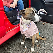 Katana joined the competition — help win amazing prizes! animal, asphalt, car, clothing, collar, dog, door, jeans, orange, outdoor, paw, person, pet, red, road, shirt, sitting, sweater, tail, vehicle