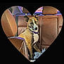 Katana is registered to the contest to win money with this photo: dog, car_interior, brown_leather_seat, heart_shape_frame, pet, animal, collar, seat, window, backseat, calm, domestic_animal, transport, vehicle, cute, companion, sitting, indoor, brown, white