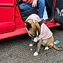 animal, brown, car, casual, curious, dog, fall_leaf, hoodie, jeans, open_door, outdoor, pavement, person, pet, pink, red, sitting, street, sweater, white
