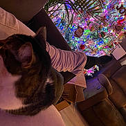 Thunder is registered to the contest to win money with this photo: cat, couch, person, leg, christmas_tree, holiday_decorations, indoor, living_room, box, plant, lights, ornaments, cozy, relaxed, furniture, wood_floor, curtains, sock, festive, decor