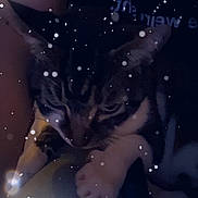 Thunder joined the competition — help win amazing prizes! animal, cat, close_up, cozy, cute, dark, ears, feline, glowing, indoor, low_light, mammal, paw, pet, resting, sleepy, snow_effect, soft_light, tabby, whiskers