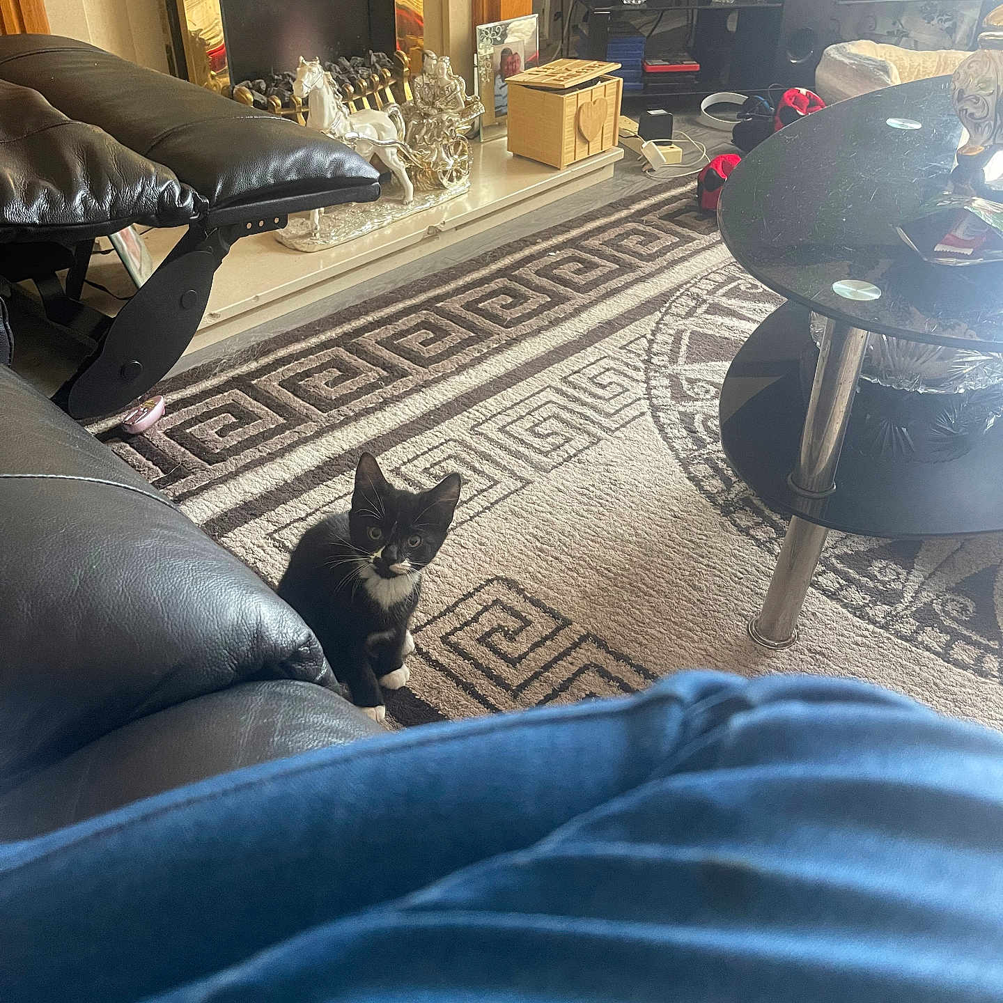 Pepper is registered to the contest to win money with this photo: accessories, animal, architecture, bag, building, cat, clothing, couch, cushion, furniture, handbag, homedecor, indoors, interiordesign, kitten, livingroom, pants, pet, room, urban