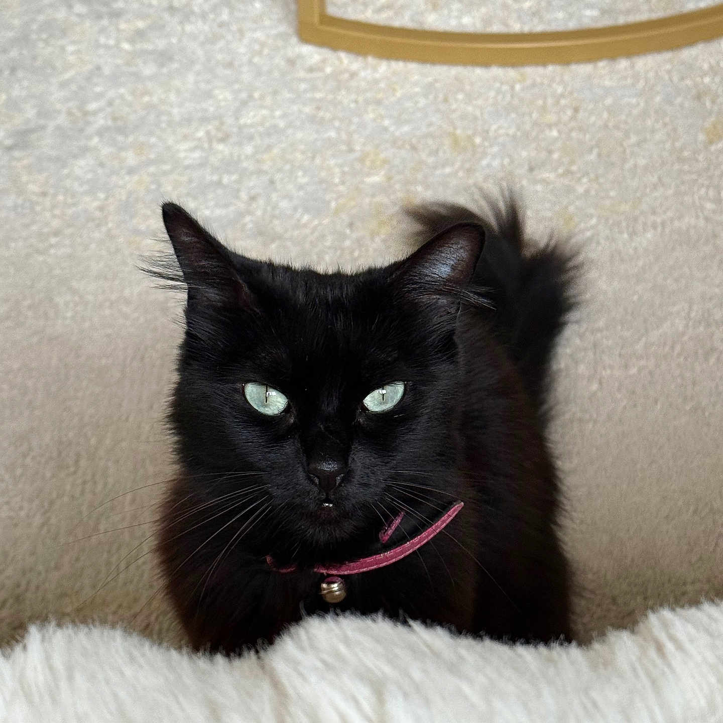 Simba a rejoint le concours — aidez-le/la à gagner de superbes lots ! accessories, angora, animal, blackcat, bodypart, cat, collar, couch, furniture, kitten, leash, manx, mouth, person, pet, strap