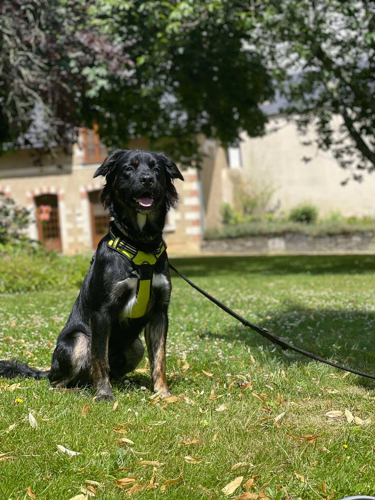 Ritchi participe au concours pour gagner de l'argent avec cette photo : borador, carnivore, collar, companion_dog, dog, dog_breed, dog_collar, dog_supply, fawn, grass, gun_dog, leash, personal_protective_equipment, pet_supply, plant, retriever, sporting_group, tail, tree, working_animal