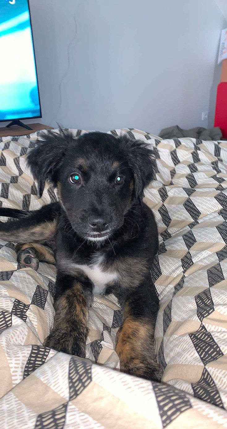 Ritchi participe au concours pour gagner de l'argent avec cette photo : borador, canidae, carnivore, collar, comfort, companion_dog, dog, dog_breed, dog_collar, dog_supply, fawn, flooring, fur, liver, paw, pet_supply, puppy, snout, whiskers, working_animal