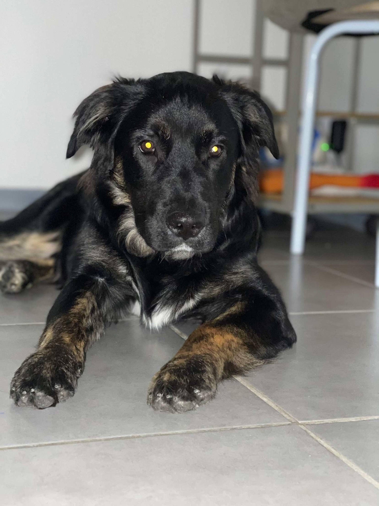 Ritchi participe au concours pour gagner de l'argent avec cette photo : borador, canidae, carnivore, companion_dog, dog, dog_breed, flooring, fur, paw, snout, sporting_group, terrestrial_animal, tile_flooring, whiskers, working_animal, working_dog