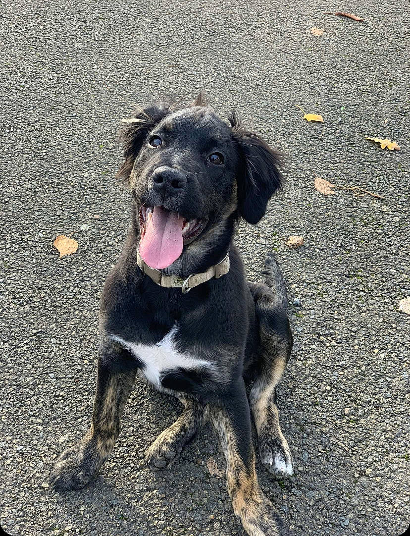 Ritchi a rejoint le concours — aidez-le/la à gagner de superbes lots ! asphalt, borador, canidae, carnivore, collar, companion_dog, dog, dog_breed, dog_collar, fur, gun_dog, liver, non_sporting_group, road_surface, soil, sporting_group, tail, tar, working_animal, working_dog