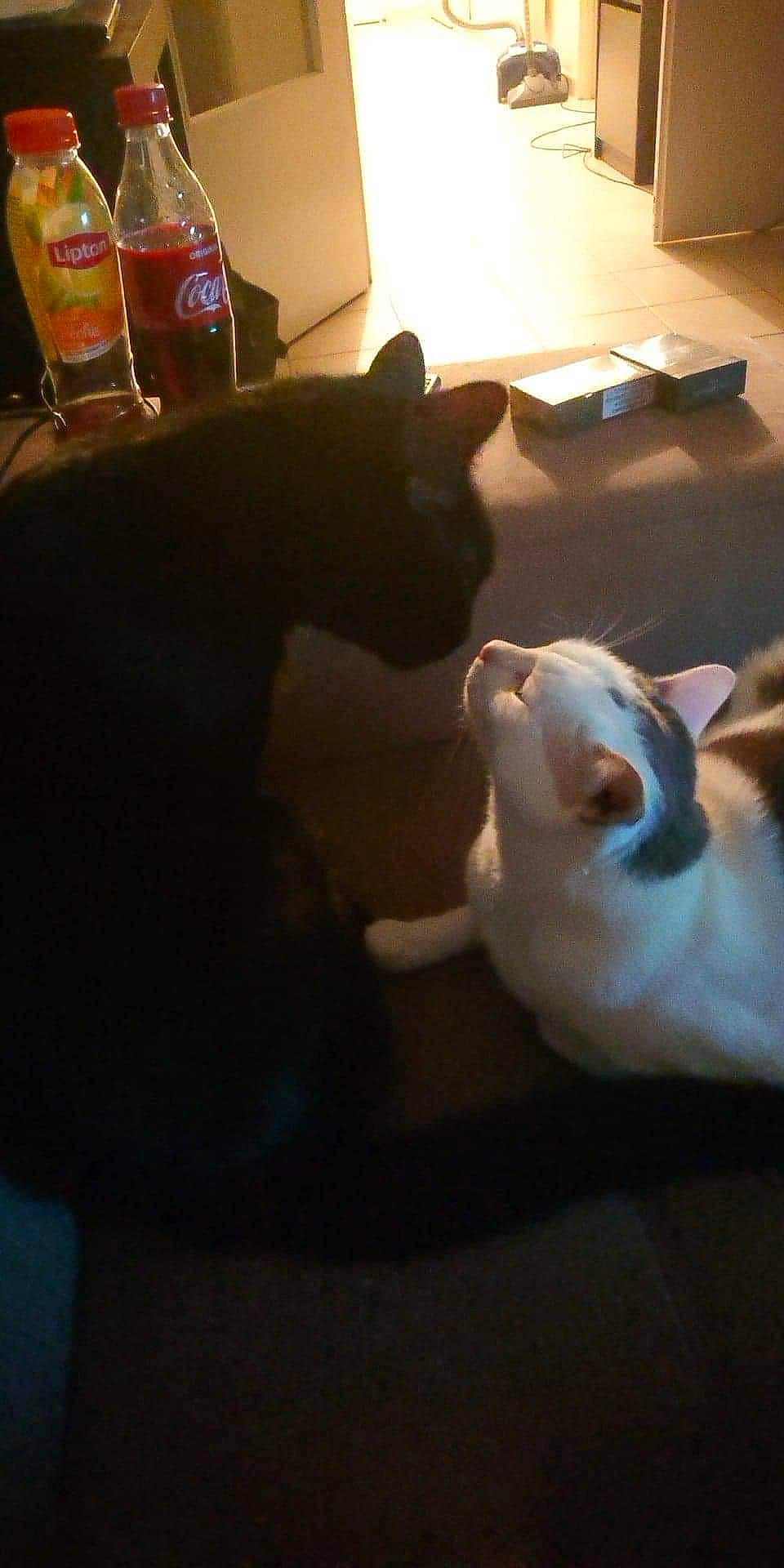 Minnie participe au concours pour gagner de l'argent avec cette photo : bulldog, canidae, carnivore, cat, ear, felidae, kitten, leg, mouth, non_sporting_group, nose, small_to_medium_sized_cats, tail, whiskers