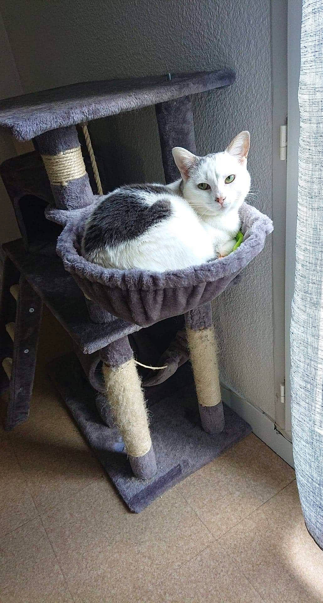 Minnie a rejoint le concours — aidez-le/la à gagner de superbes lots ! aegean_cat, carnivore, cat, domestic_short_haired_cat, european_shorthair, felidae, furniture, polydactyl_cat, small_to_medium_sized_cats, table, tail, whiskers