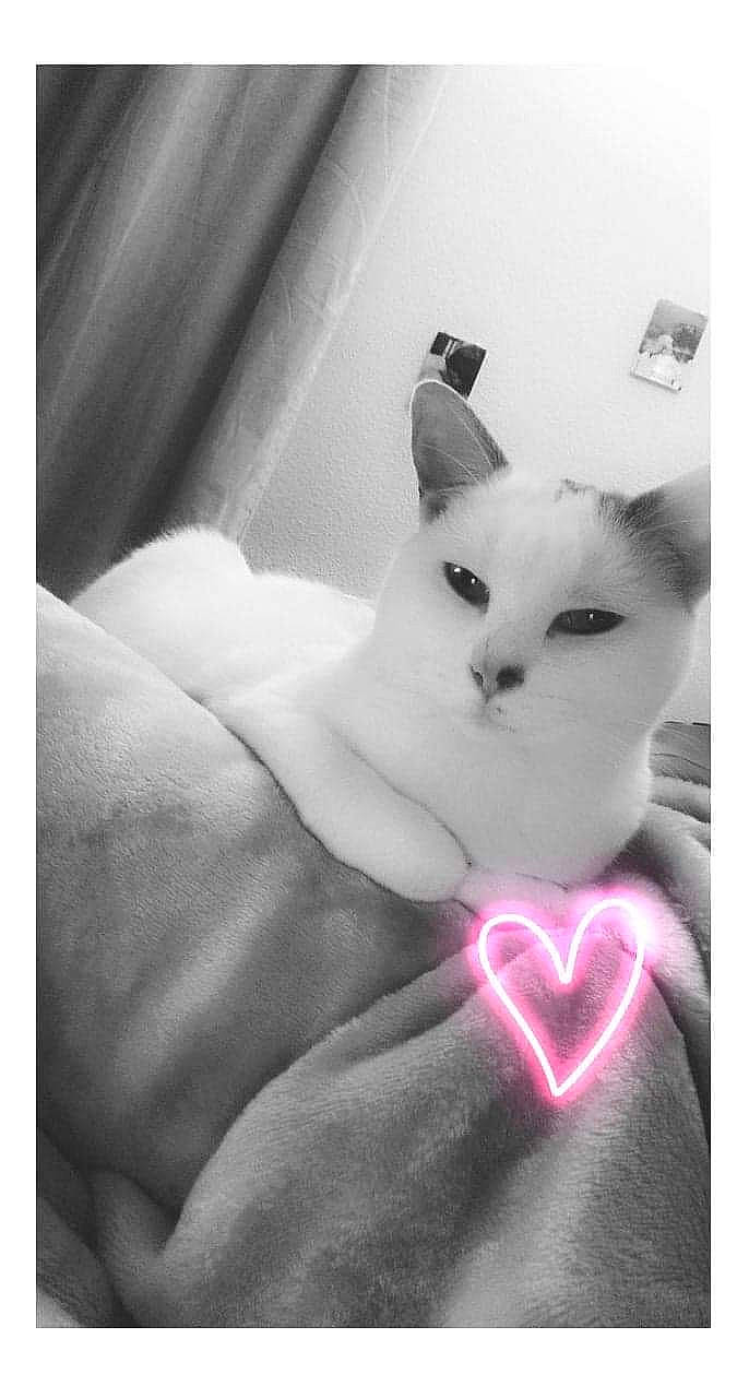 Minnie a rejoint le concours — aidez-le/la à gagner de superbes lots ! black_and_white, carnivore, cat, ear, eye, felidae, kitten, monochrome_photography, photography, skin, small_to_medium_sized_cats, snapshot, whiskers, white