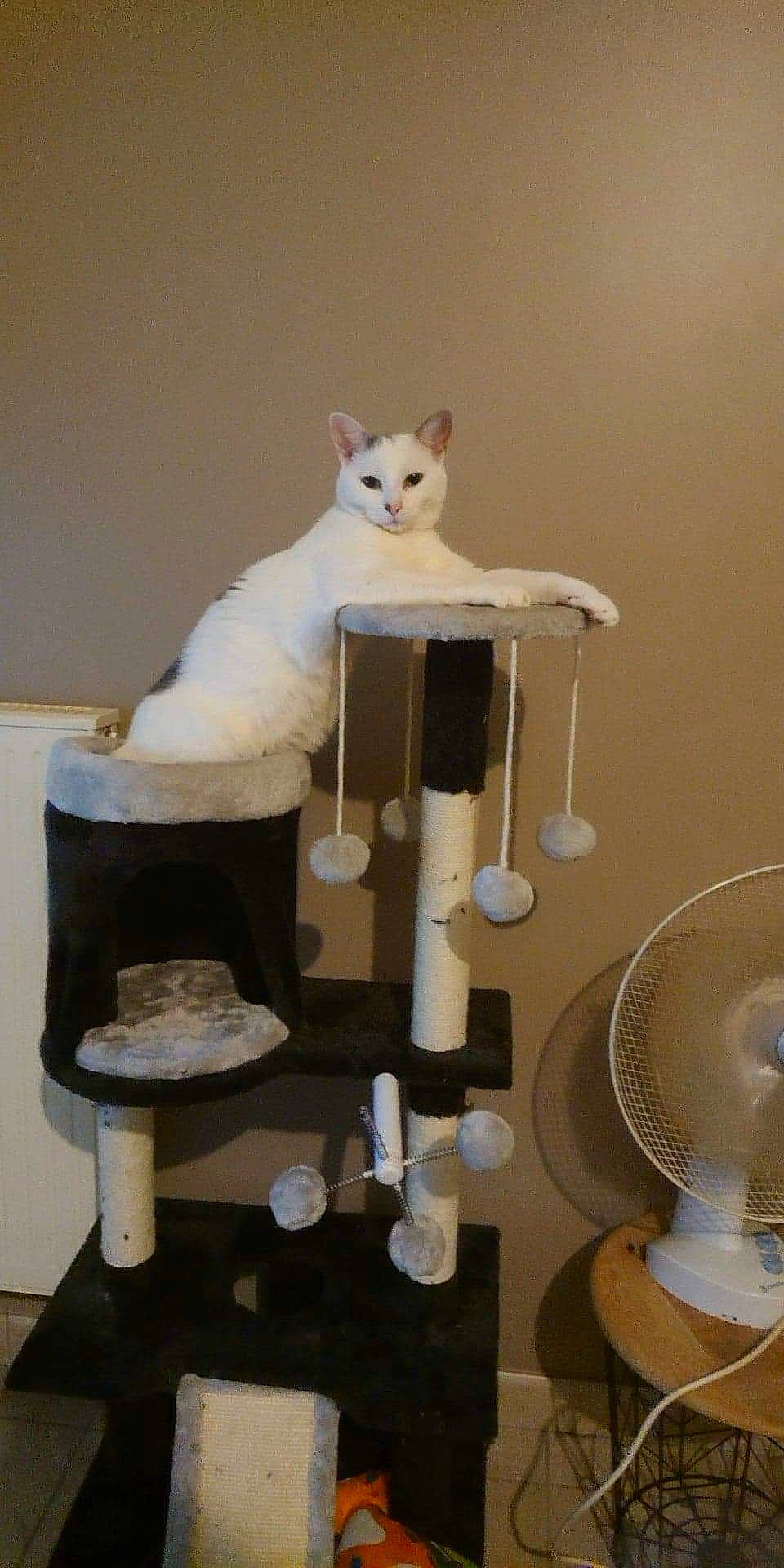 Minnie participe au concours pour gagner de l'argent avec cette photo : carnivore, cat, cat_furniture, felidae, furniture, small_to_medium_sized_cats, table, whiskers