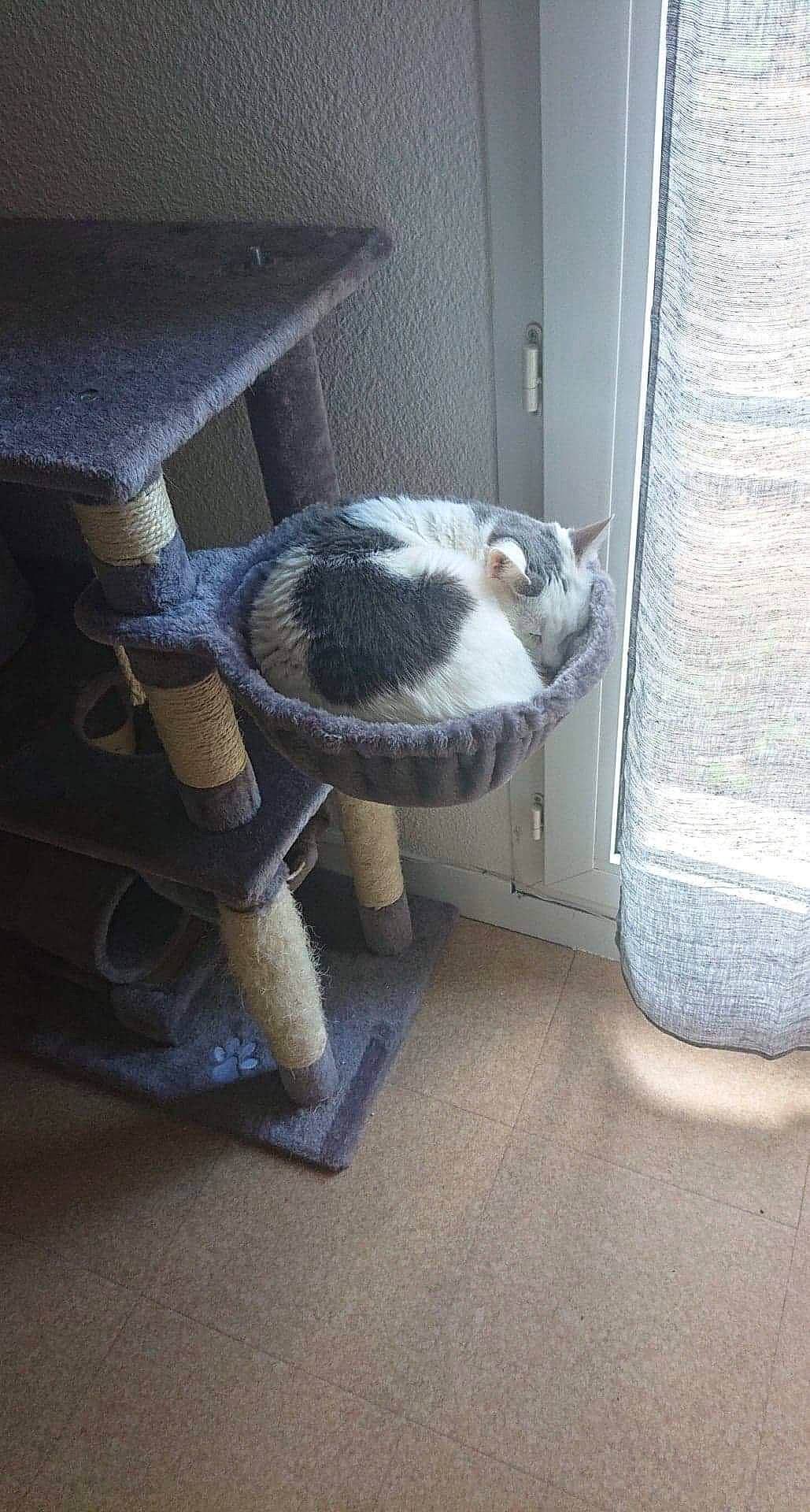 Minnie a rejoint le concours — aidez-le/la à gagner de superbes lots ! boston_terrier, canidae, carnivore, cat, fawn, felidae, kitten, small_to_medium_sized_cats, snout, tail, whiskers