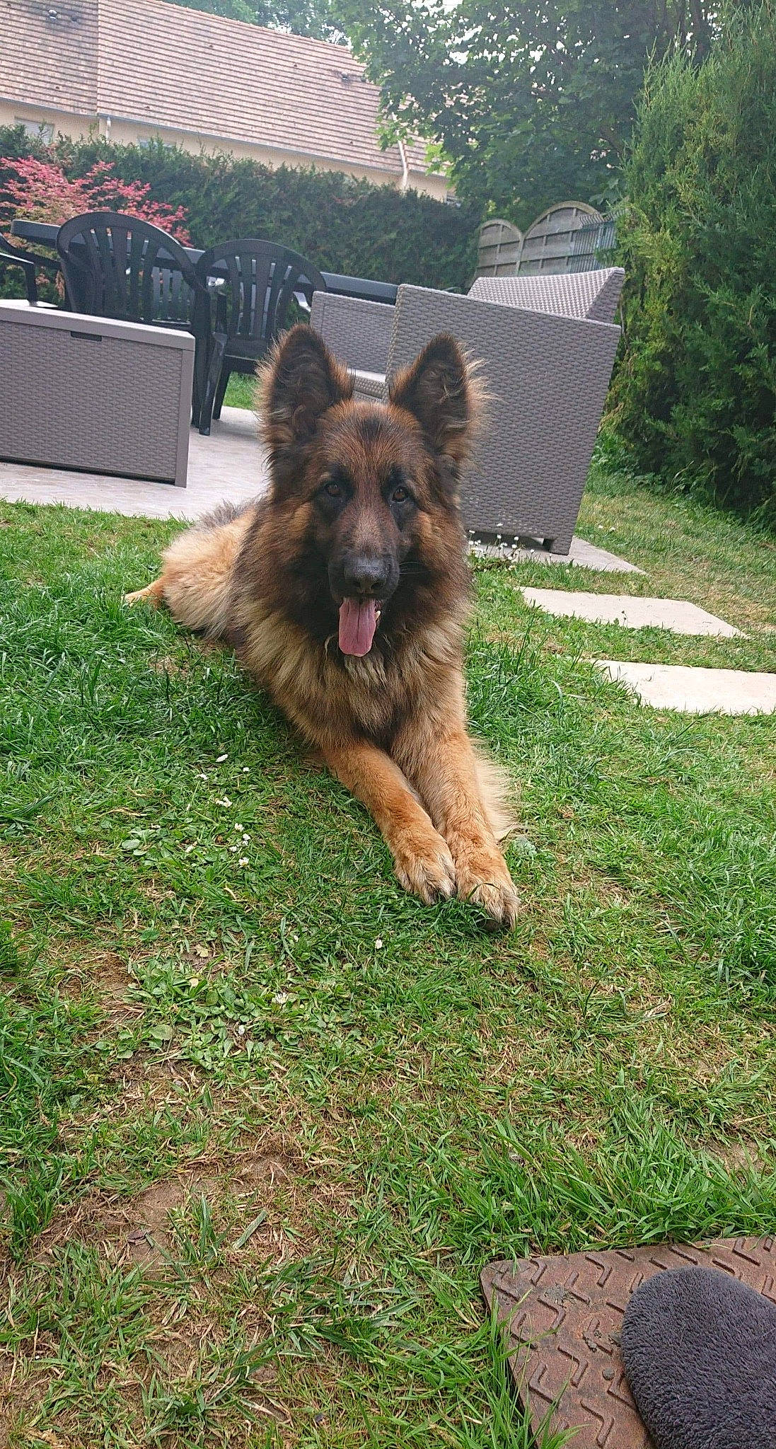 Samy participe au concours pour gagner de l'argent avec cette photo : belgian_shepherd, belgian_shepherd_malinois, bohemian_shepherd, canidae, carnivore, dog, dog_breed, east_european_shepherd, fawn, german_shepherd_dog, herding_dog, king_shepherd, mammal, old_german_shepherd_dog, rare_breed_dog, shiloh_shepherd_dog, tervuren, vertebrate, working_dog