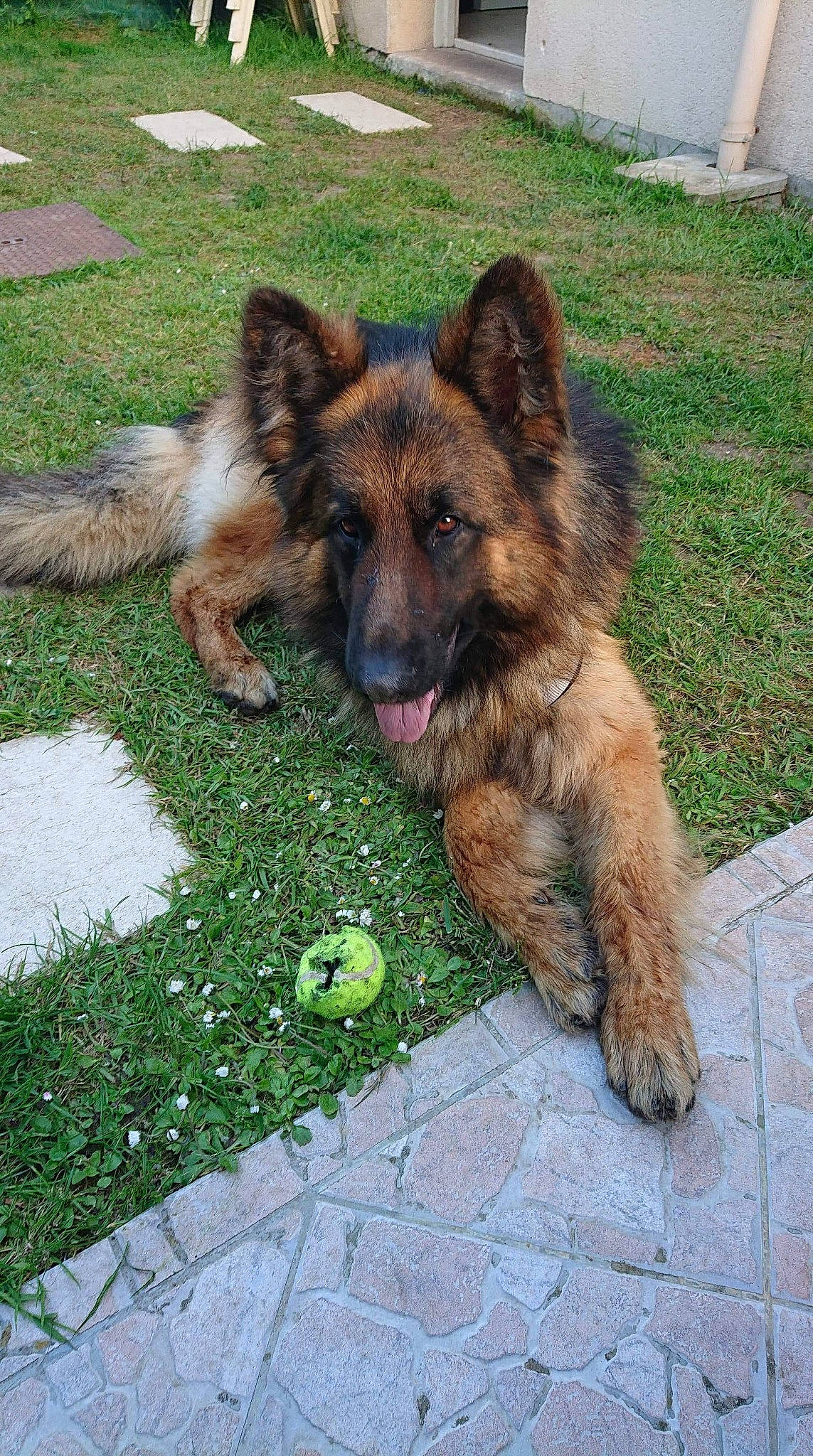 Samy participe au concours pour gagner de l'argent avec cette photo : belgian_shepherd, belgian_shepherd_malinois, bohemian_shepherd, canidae, carnivore, dog, dog_breed, east_european_shepherd, fawn, german_shepherd_dog, herding_dog, king_shepherd, kunming_wolfdog, laekenois, mammal, old_german_shepherd_dog, rare_breed_dog, shiloh_shepherd_dog, tervuren, vertebrate