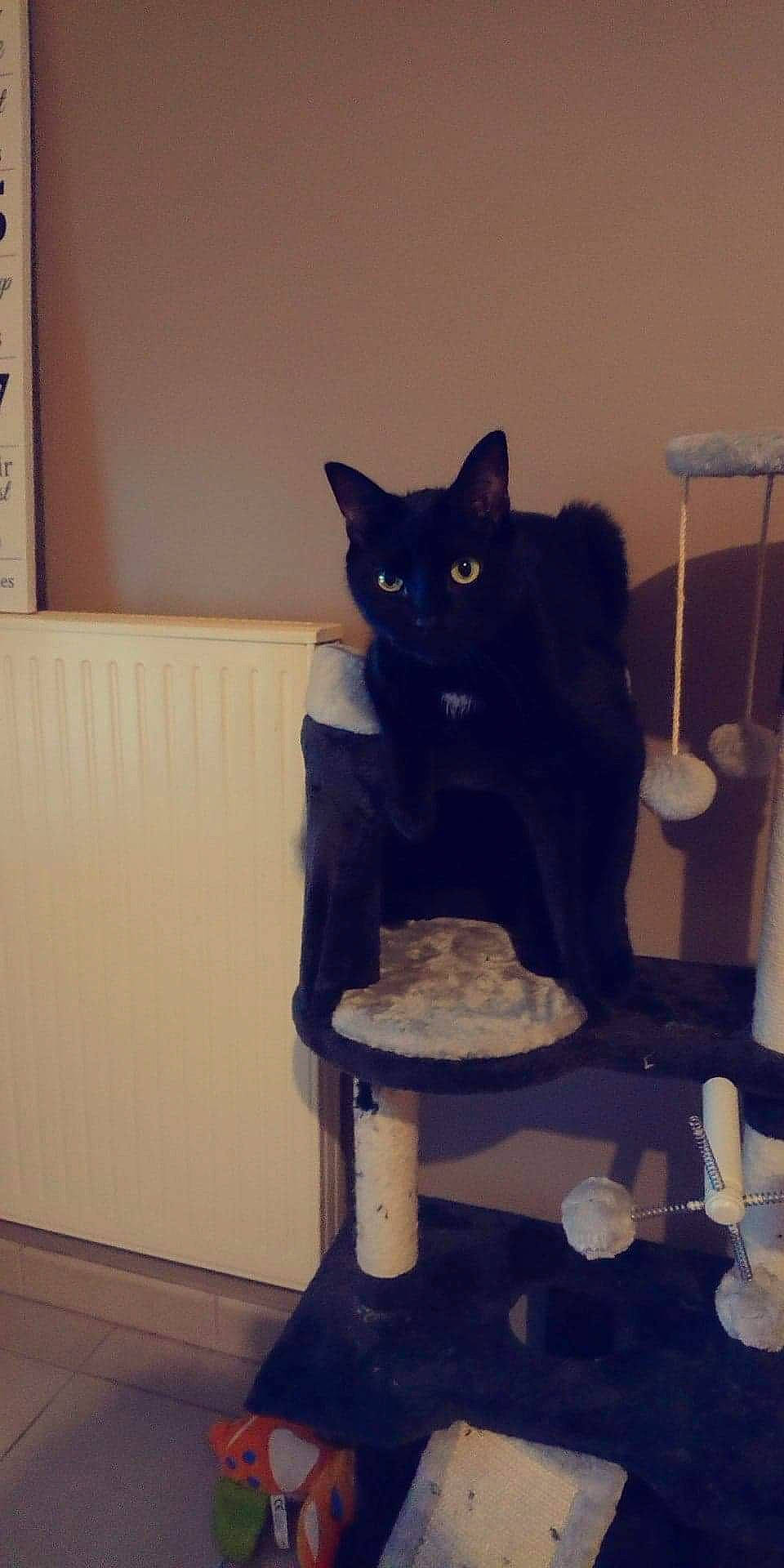 Pito a rejoint le concours — aidez-le/la à gagner de superbes lots ! asian, black_cat, bombay, british_shorthair, carnivore, cat, chartreux, domestic_short_haired_cat, european_shorthair, felidae, kitten, korat, polydactyl_cat, russian_blue, small_to_medium_sized_cats, table, tail, whiskers