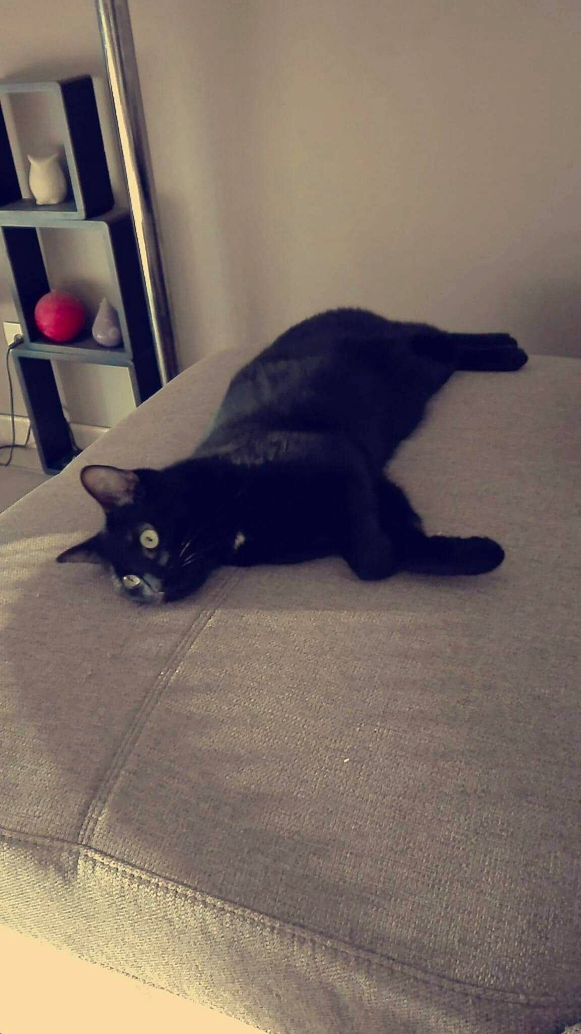 Pito participe au concours pour gagner de l'argent avec cette photo : black, black_cat, bombay, carnivore, cat, domestic_short_haired_cat, felidae, floor, fur, kitten, leg, paw, polydactyl_cat, small_to_medium_sized_cats, sporting_group, tail, whiskers