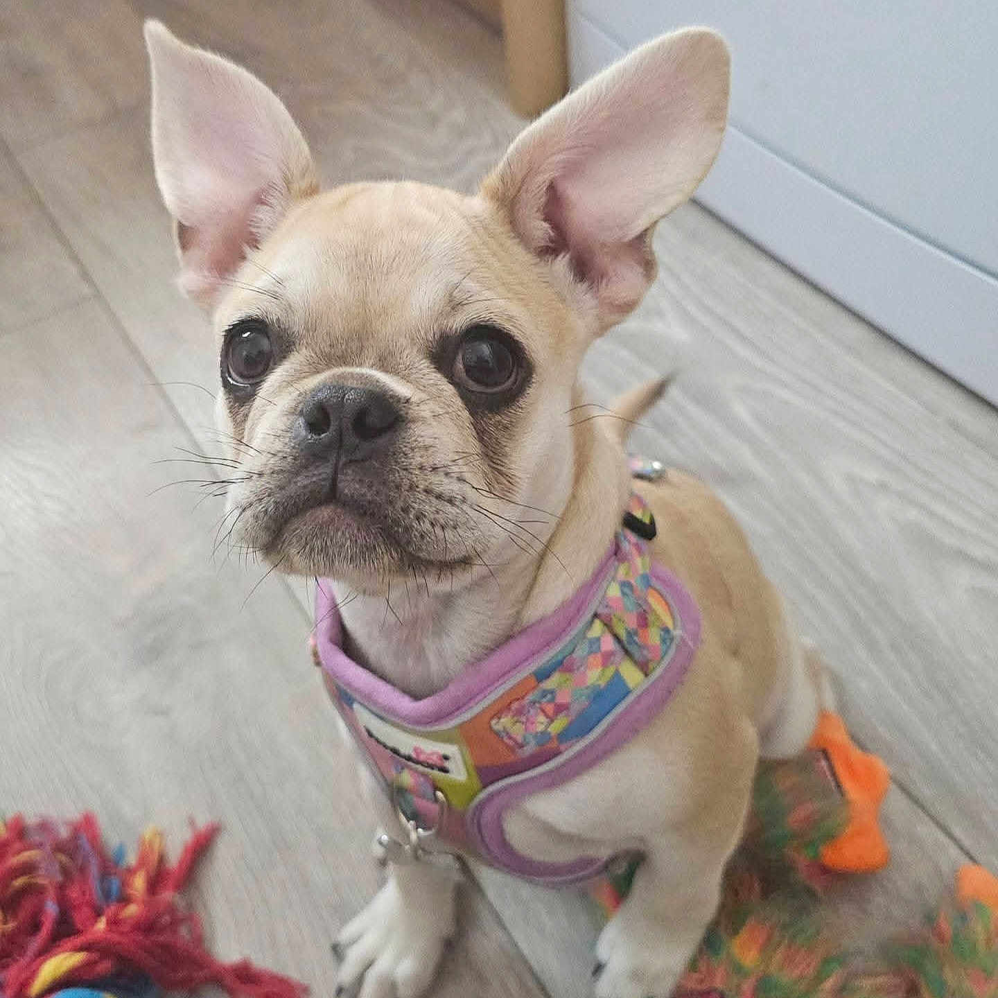 Winnie is registered to the contest to win money with this photo: animal, bostonbull, boxer, bulldog, canine, chihuahua, dog, frenchbulldog, hound, pet, pitbull, pug, puppy, snout, whitedog