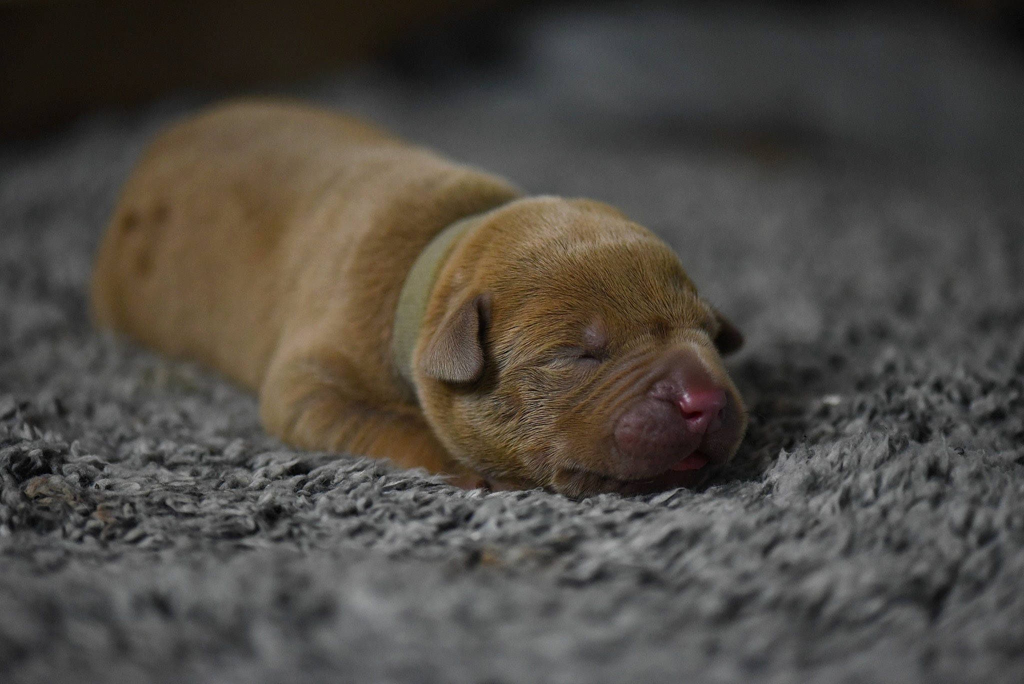 Zen joined the competition — help win amazing prizes! canidae, carnivore, companion_dog, dog, dog_breed, fur, liver, puppy, soil, sporting_group, terrestrial_animal, wildlife, wood, working_animal, wrinkle