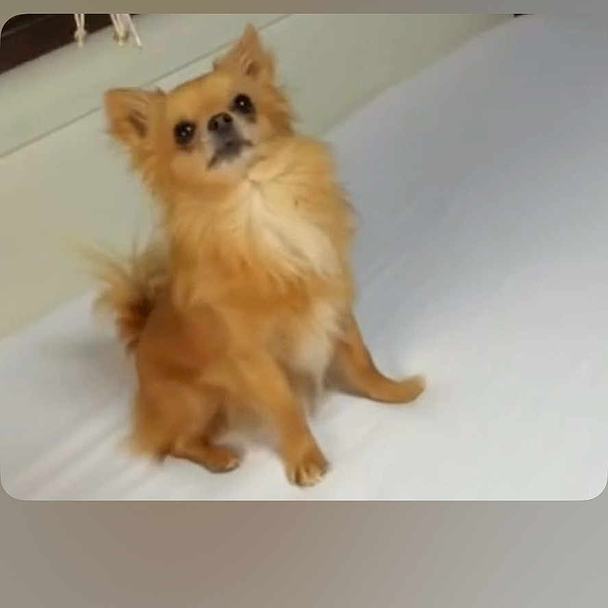 Taho
