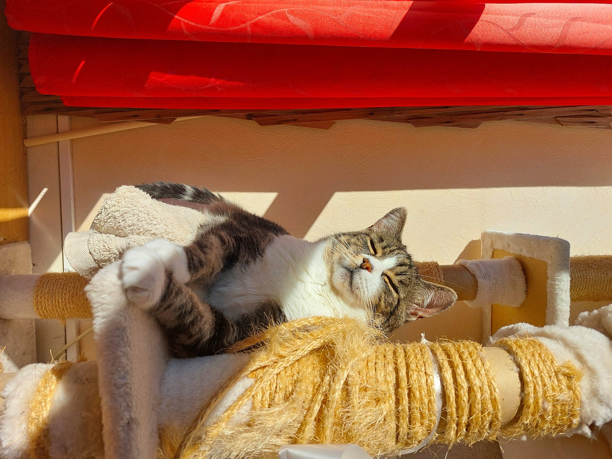 Baïla participe au concours pour gagner de l'argent avec cette photo : carnivore, cat, claw, comfort, couch, domestic_short_haired_cat, felidae, flooring, fur, interior_design, linens, metal, paw, room, sitting, small_to_medium_sized_cats, tail, textile, whiskers, wood