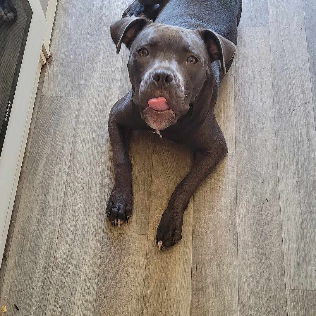 Vici a rejoint le concours — aidez-le/la à gagner de superbes lots ! animal, boxer, bulldog, canine, dog, frenchbulldog, hardwood, hound, indoors, interiordesign, labradorretriever, pet, pitbull, plywood, pointer, puppy, snout, stainedwood, wood