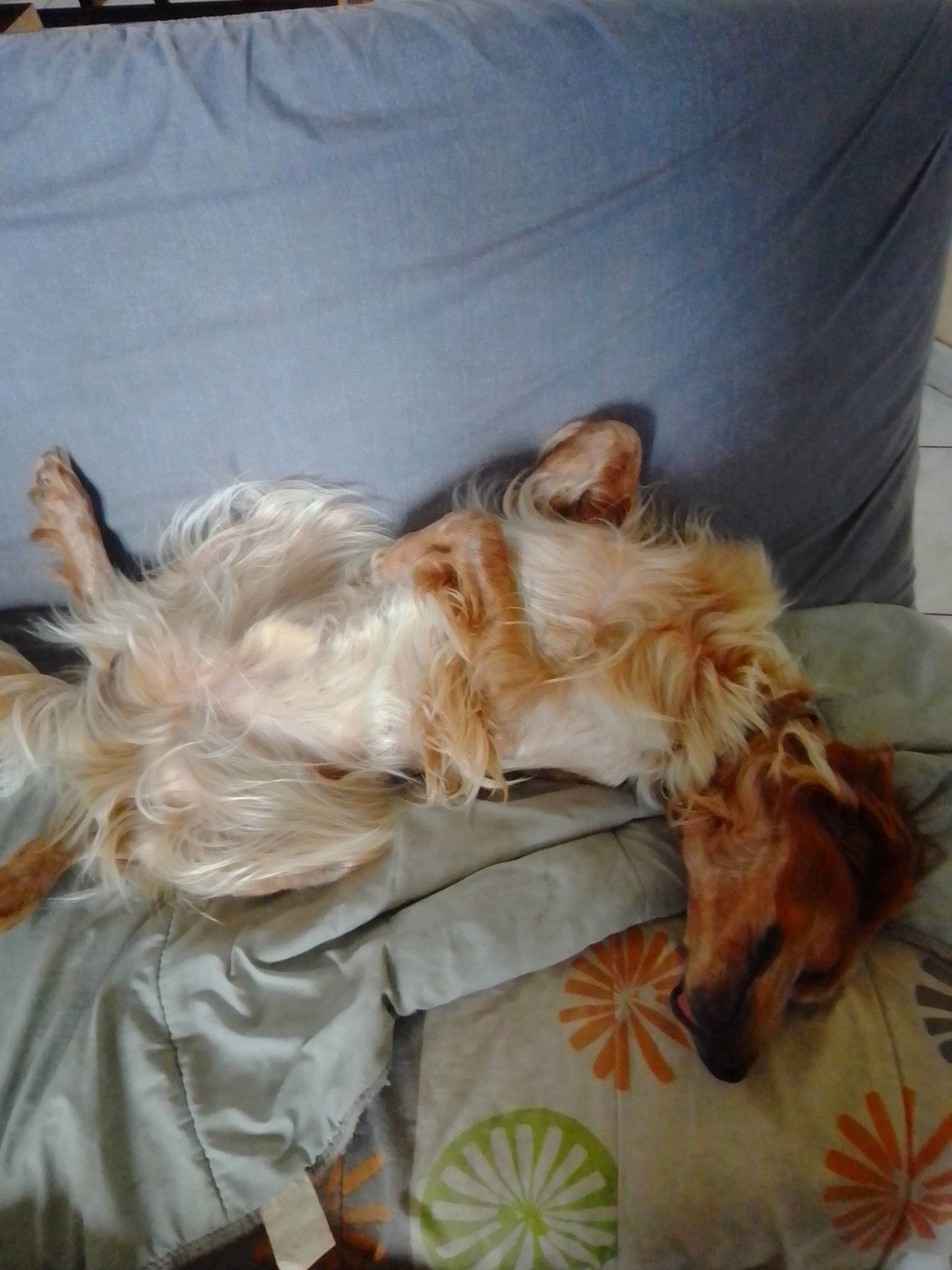 Lucky participe au concours pour gagner de l'argent avec cette photo : australian_silky_terrier, canidae, carnivore, companion_dog, dog, dog_breed, english_cocker_spaniel, nap, spaniel, sporting_group, terrier, yorkshire_terrier