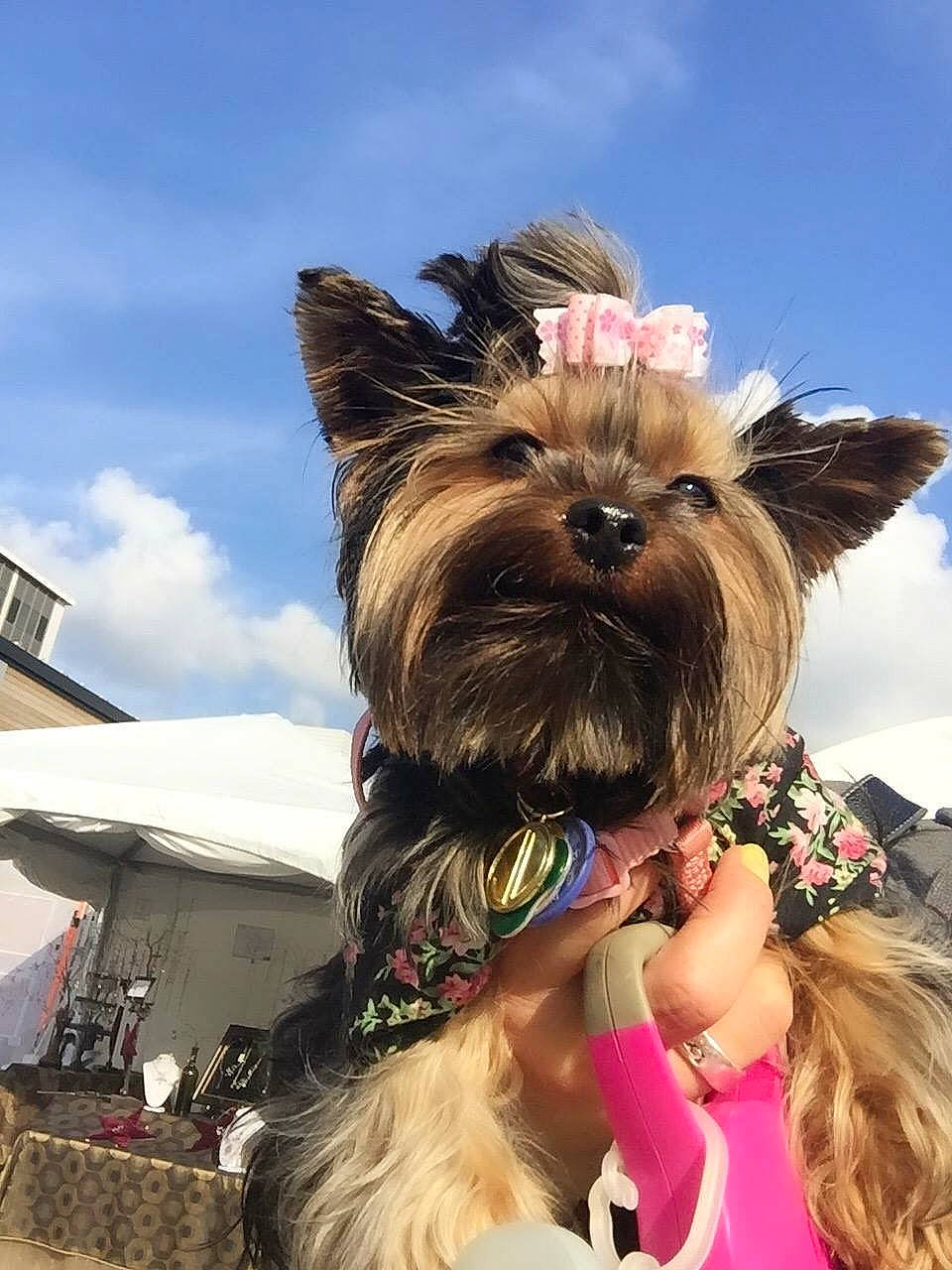 Baby Fernandez is registered to the contest to win money with this photo: carnivore, cloud, collar, companion_dog, dog, dog_breed, dog_clothes, dog_supply, ear, event, fawn, fur, happy, leash, liver, sky, small_terrier, snout, terrier, toy_dog