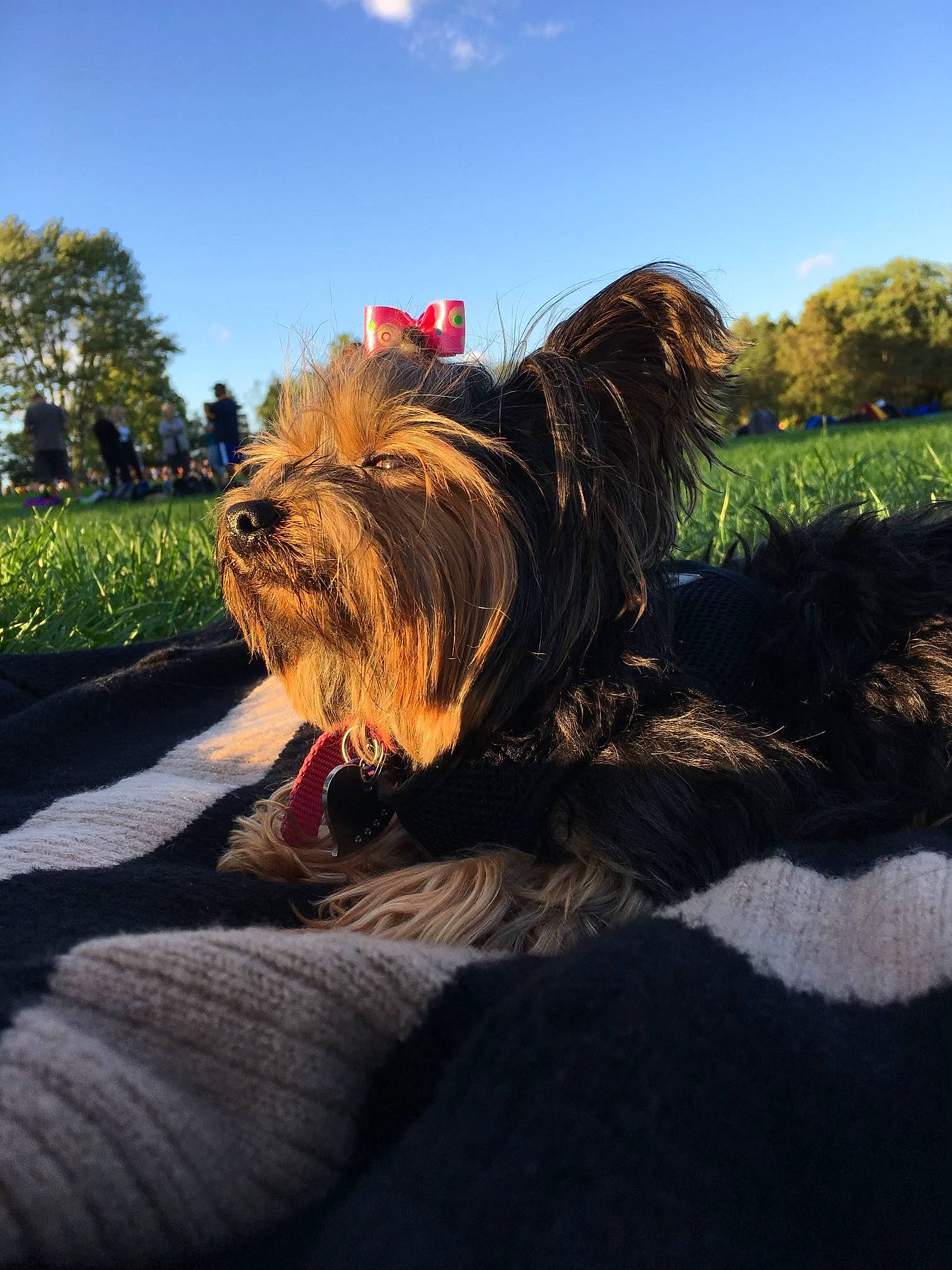 Baby Fernandez is registered to the contest to win money with this photo: carnivore, cloud, companion_dog, dog, dog_breed, fawn, grass, landscape, liver, plant, sky, small_terrier, snout, sporting_group, tail, terrier, toy_dog, tree, water_dog, working_animal