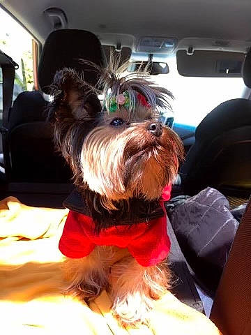 Baby Fernandez joined the competition — help win amazing prizes! biewer_terrier, canidae, car, carnivore, companion_dog, dog, dog_breed, dog_clothes, dog_supply, fashion_accessory, fawn, fur, liver, small_terrier, snout, sporting_group, terrier, toy_dog, vehicle, working_animal
