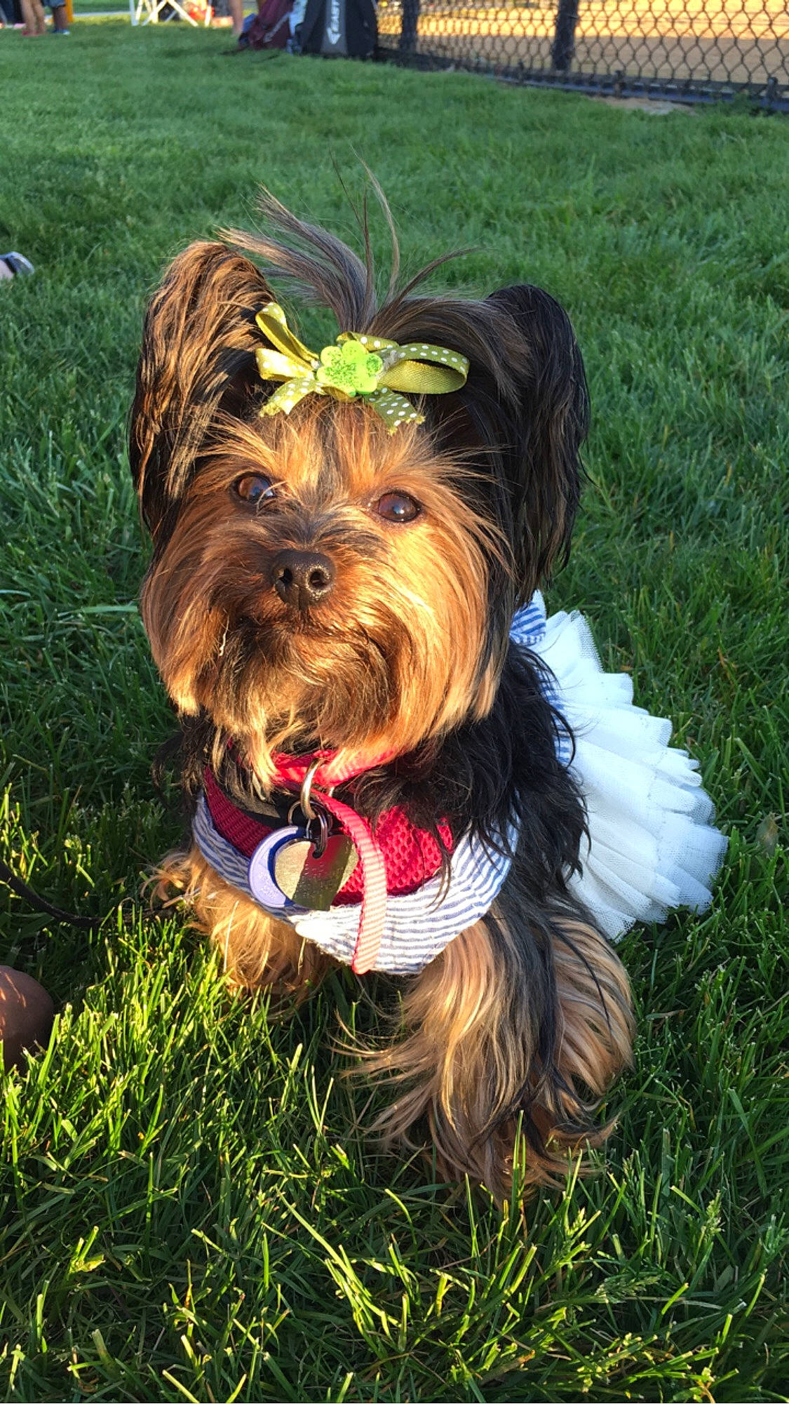 Baby Fernandez is registered to the contest to win money with this photo: carnivore, collar, companion_dog, dog, dog_breed, dog_clothes, dog_collar, dog_supply, fawn, grass, leash, liver, small_terrier, sporting_group, terrier, toy, toy_dog, water_dog, working_animal, yorkshire_terrier