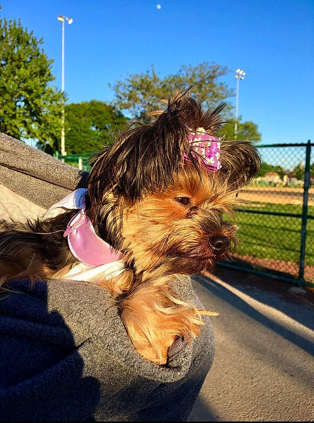 Baby Fernandez joined the competition — help win amazing prizes! asphalt, canidae, carnivore, companion_dog, dog, dog_breed, dog_clothes, dog_collar, fawn, fence, grass, leash, plant, road_surface, sky, small_terrier, snout, terrier, toy_dog, tree